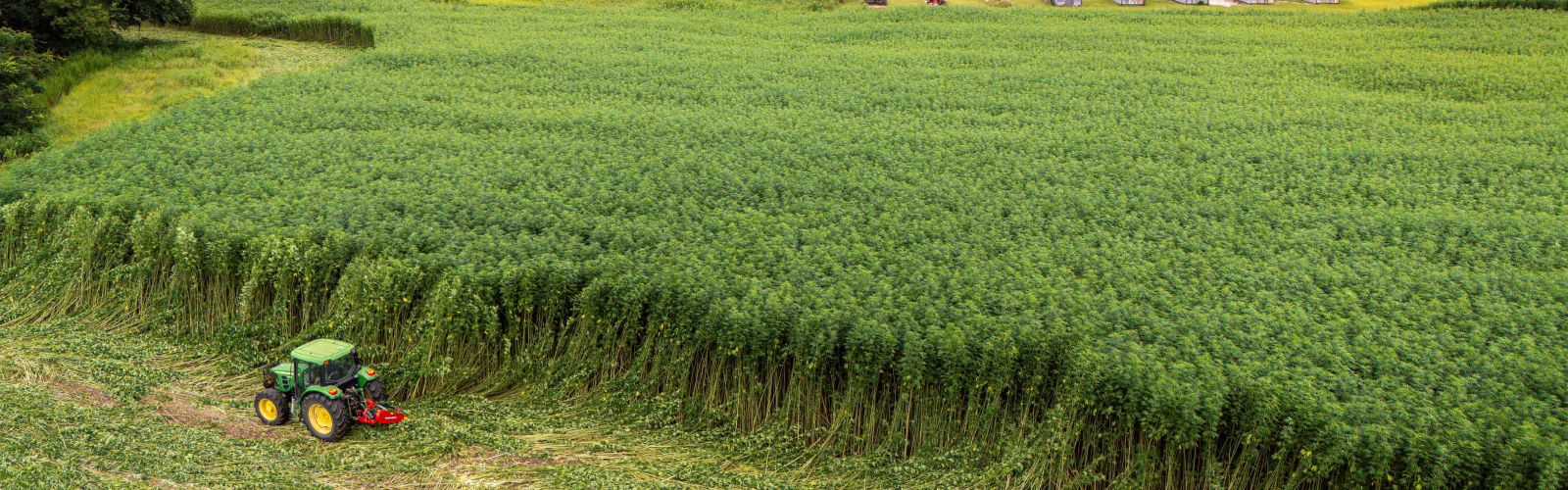 Tractor harvesting the edge of a large hemp field