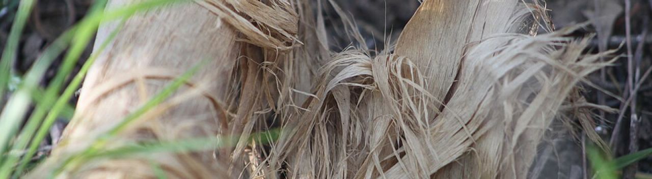 Close-up of hemp bast fibre separating from the stalk