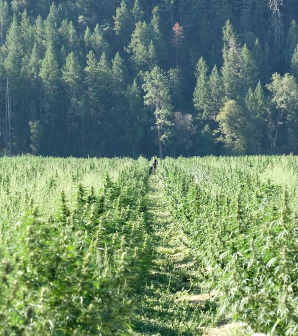 Hemp field with forest behind